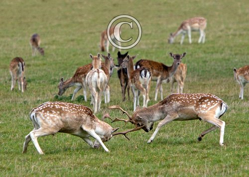 Fallow Deer Bucks Fighting DM1595
